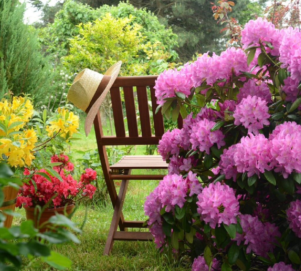 Piękne rododendrony i azalie otaczające drewniane krzesło ogrodowe, na którego oparciu wisi kapelusz słomkowy.
