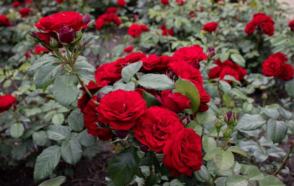 Rabata różana z pięknymi intensywnie czerwonymi różami na tle ciemnozielonych liści bez oznaków chorób.