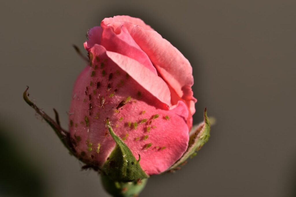 zielone mszyce na pąku różonej róży