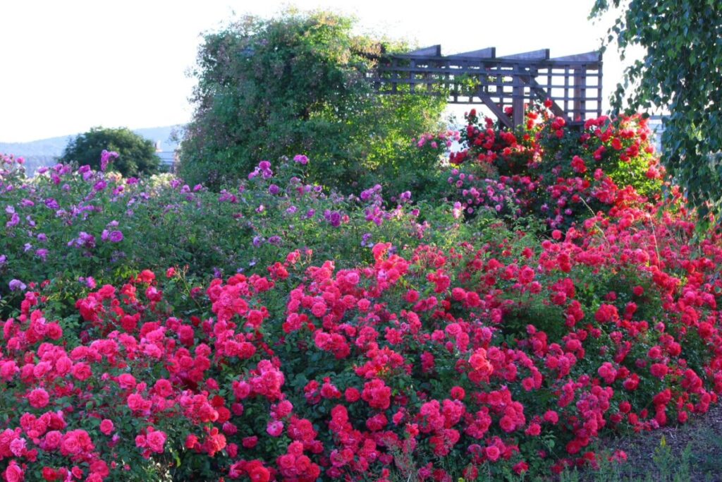Rabata różana z intensywnie różowymi i lekko fioletowymi różami. W tle drewniana pergola.