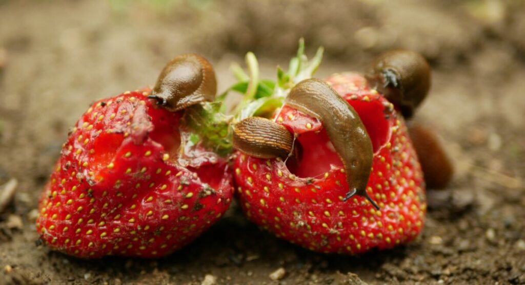 Dwa dorodne, intensywnie czerwone owoce truskawki zjadane przez nagie ślimaki bez skorupy.