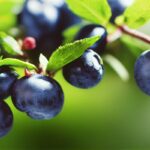 Jak często należy nawozić i zakwaszać podłoże do borówek?