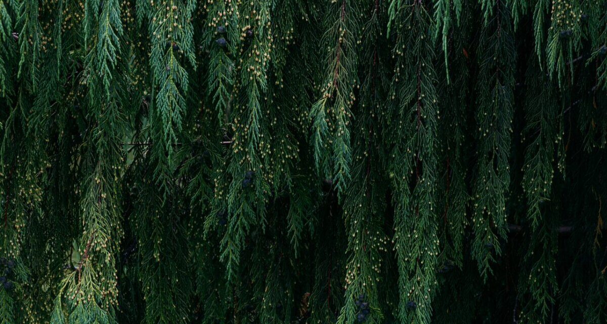 Zielona ściana z Chamaecyparis nootkatensis 'Pendula'