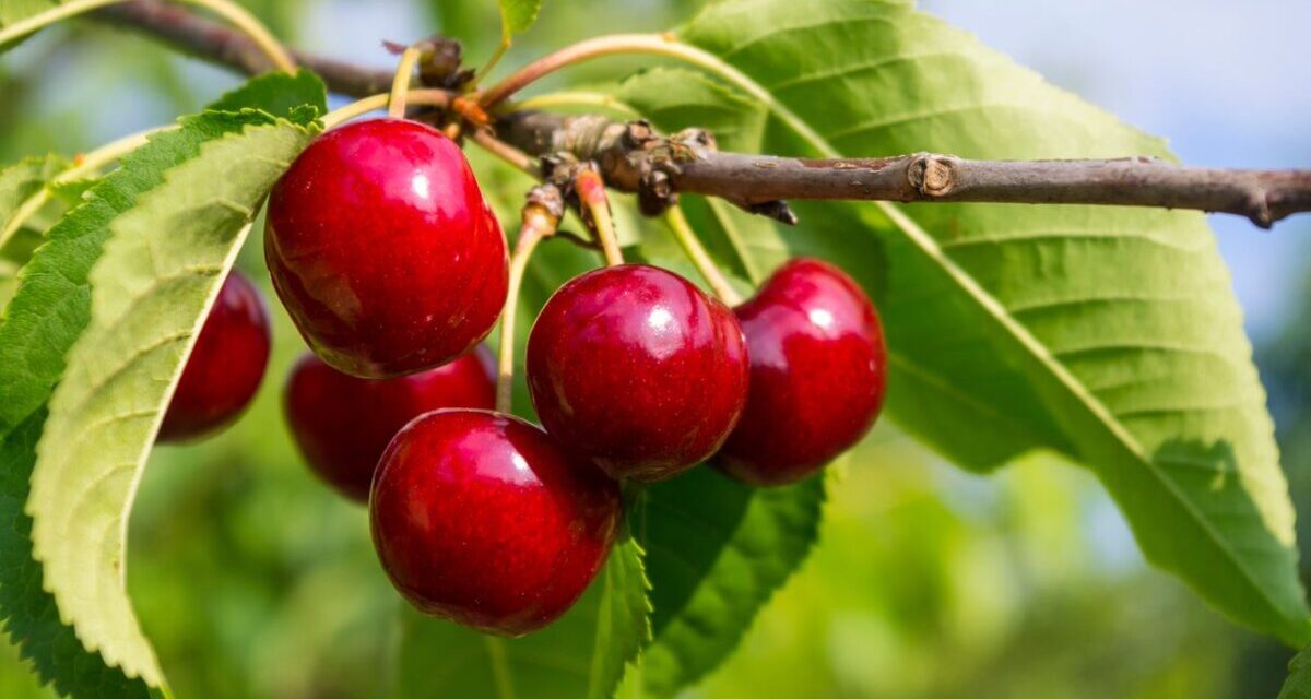 Gałązka czereśni z dojrzałymi, okazałymi, intensywnie czerwonymi owocami na tle zielonych zdrowych liści.