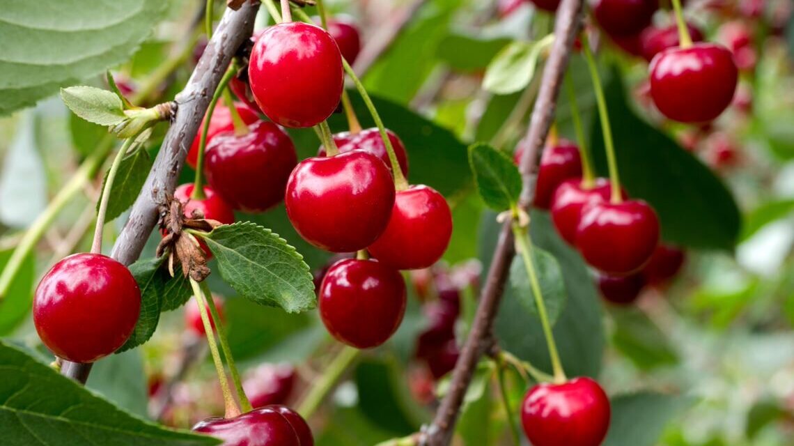 Gałązka czereśni z dojrzałymi, okazałymi, intensywnie czerwonymi owocami na tle zielonych zdrowych liści.