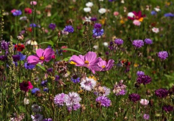 Łąka kwietna z kwiatami w kolorach różowym, ciemnoróżowym, fioletowym i niebieskim.