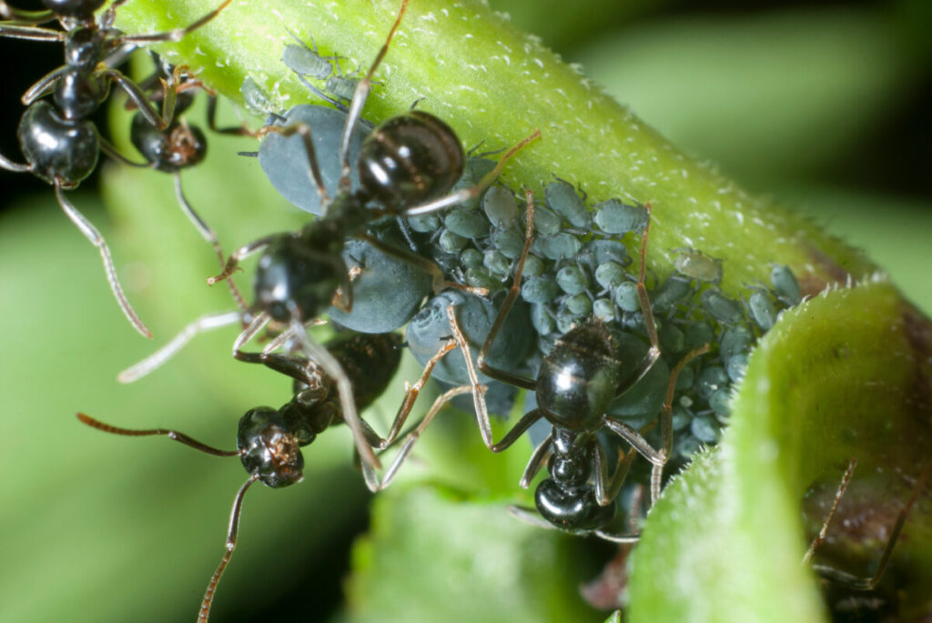 Mrówki zbierające spadź z czarnych mszyc kolonizujących łodygę rośliny.