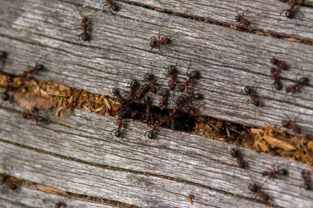 duża kolonia mrówek przy mrowisku znajdującycm się pomiędzy starymi deskami
