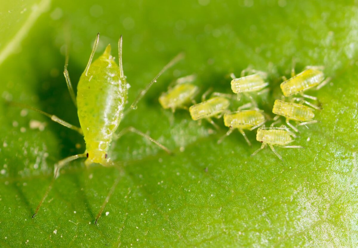 kolonia zielonych mszyc na liściu. Jedna dorosła mszyca oraz 7 małych mszyc w fazie larwlnej.