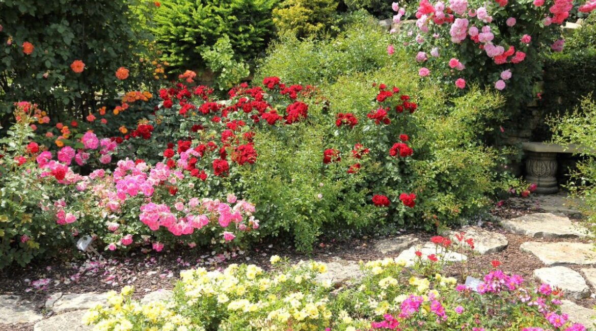 Rabata różana w romantycznym ogrodzie. Róże kwitną w kolorach kremowym, jasnoróżowym, pomarańczowym i czerwonym. Pomiędzy różami znajduje się kamienna ścieżka oraz kamienna ławeczka.
