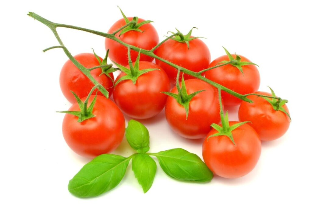 Na białym tle grono zdrowych, dojrzałych pomidorów cherry, obok liście bazylii.